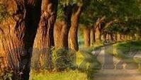 大象传媒短视频怎么样-大象传媒短视频，创新与影响力的双重奏鸣