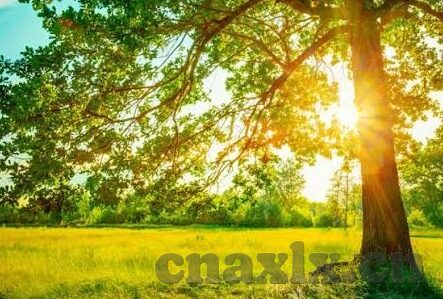 日韩av无码-日韩AV无码，文化、艺术与道德的边界探讨